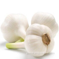 Fresh Pure White Garlic For Export